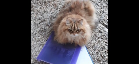 Katino žinios iš Norvegijos # 180