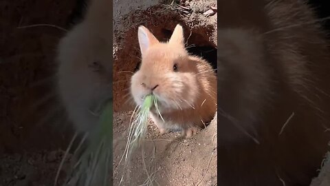 Little rabbit eating corn silk, cute pet in the countryside, rabbit, cute pet debut plan