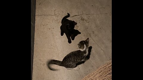 Cats language