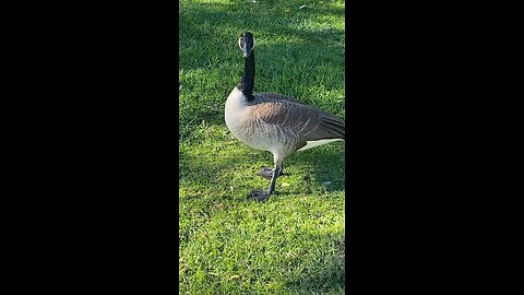 Canada Goose 🪿 #canadagoose #goose #followme #shorts #viral #trending