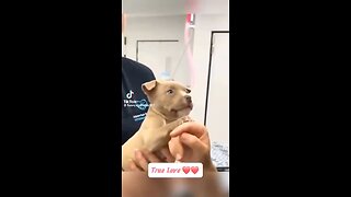 Love All Life Always #486 - True Love ❤️