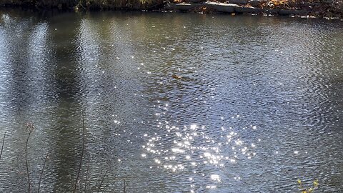 shimmers on the water