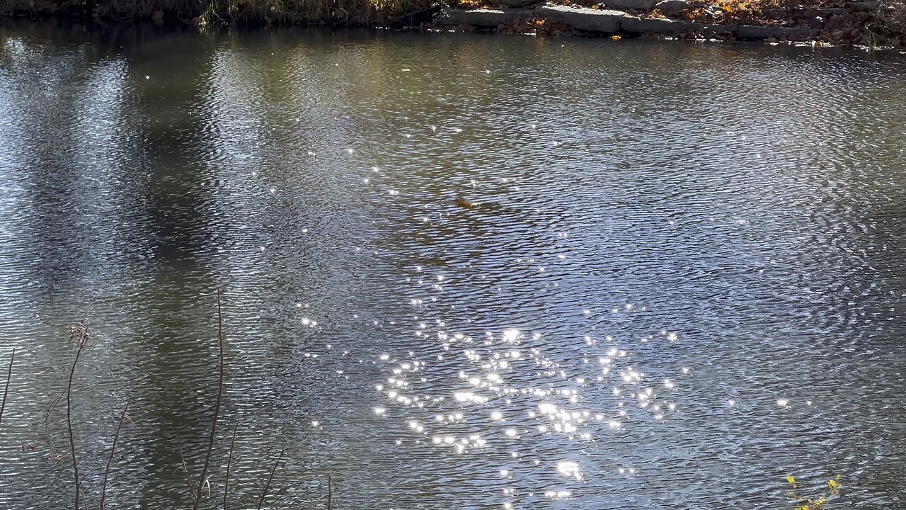 shimmers on the water