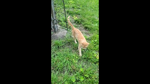meet Goldie