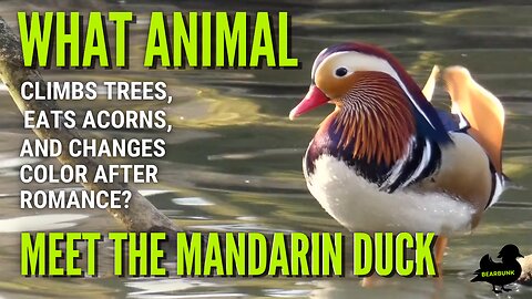 What Animal Climbs Trees Eats Acorns and Changes Color? The Mandarin Duck! #wildlifefacts