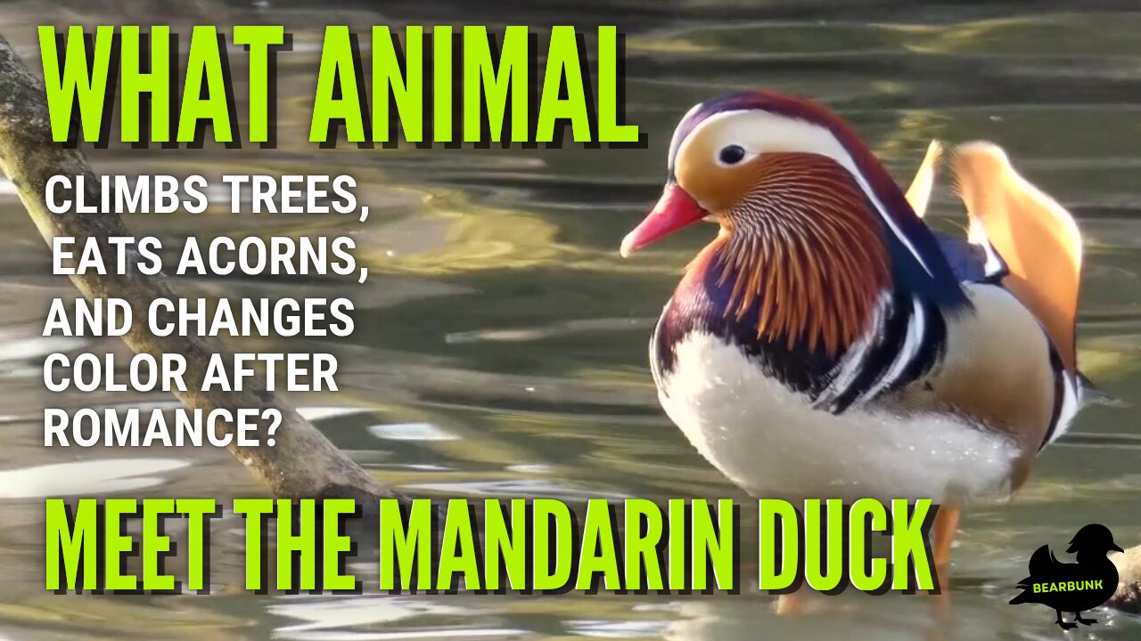 What Animal Climbs Trees Eats Acorns and Changes Color? The Mandarin Duck! #wildlifefacts