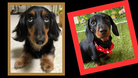 Living with dachshund my best friend Funny and cute video IG compilation weiner mini puppies