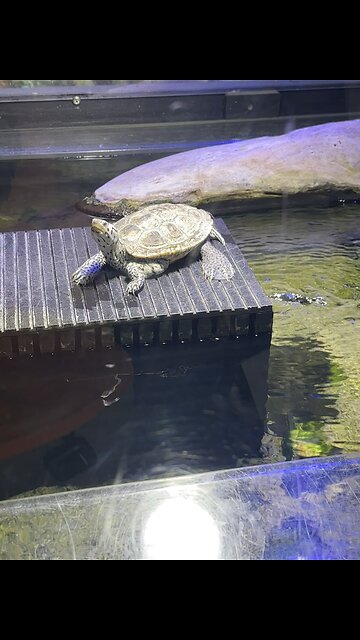 Turtles at Clearwater Marine Aquarium