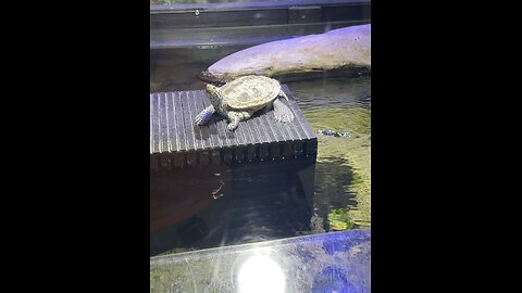 Turtles at Clearwater Marine Aquarium