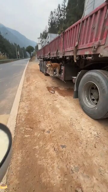 Love All Life Always #254 - Trucker Creates The Best Life Ever For His Dog Family. Just Amazing Love