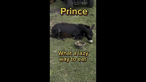 Prince, the mini donkey, can be lazy at times!
