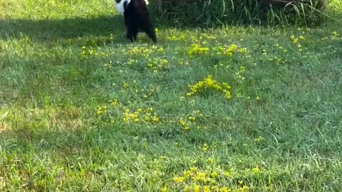 😂🐶 Chonkster Speed Demon: Who Knew? | FunFM