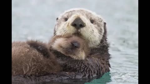 The Sea Otter Pups Life