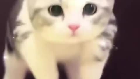 Cats Aura 😎 These Cats Are TOO COOL! FOLLOW for Daily Cats & LIKE Right Now!