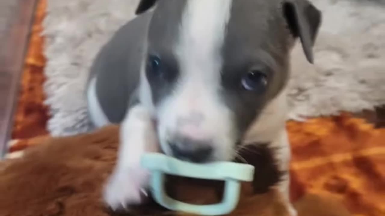 Pokemon Kid it's like this