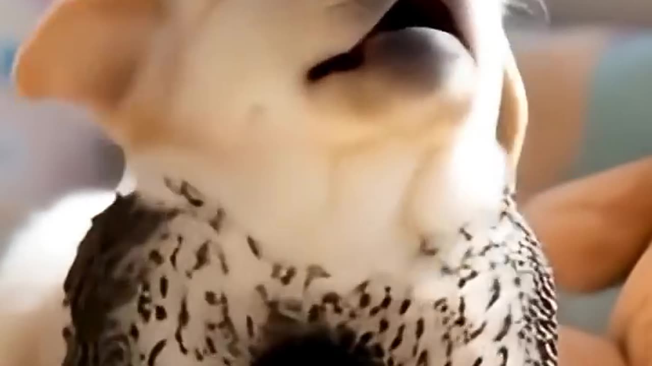 The dog ate ants along with ice cream