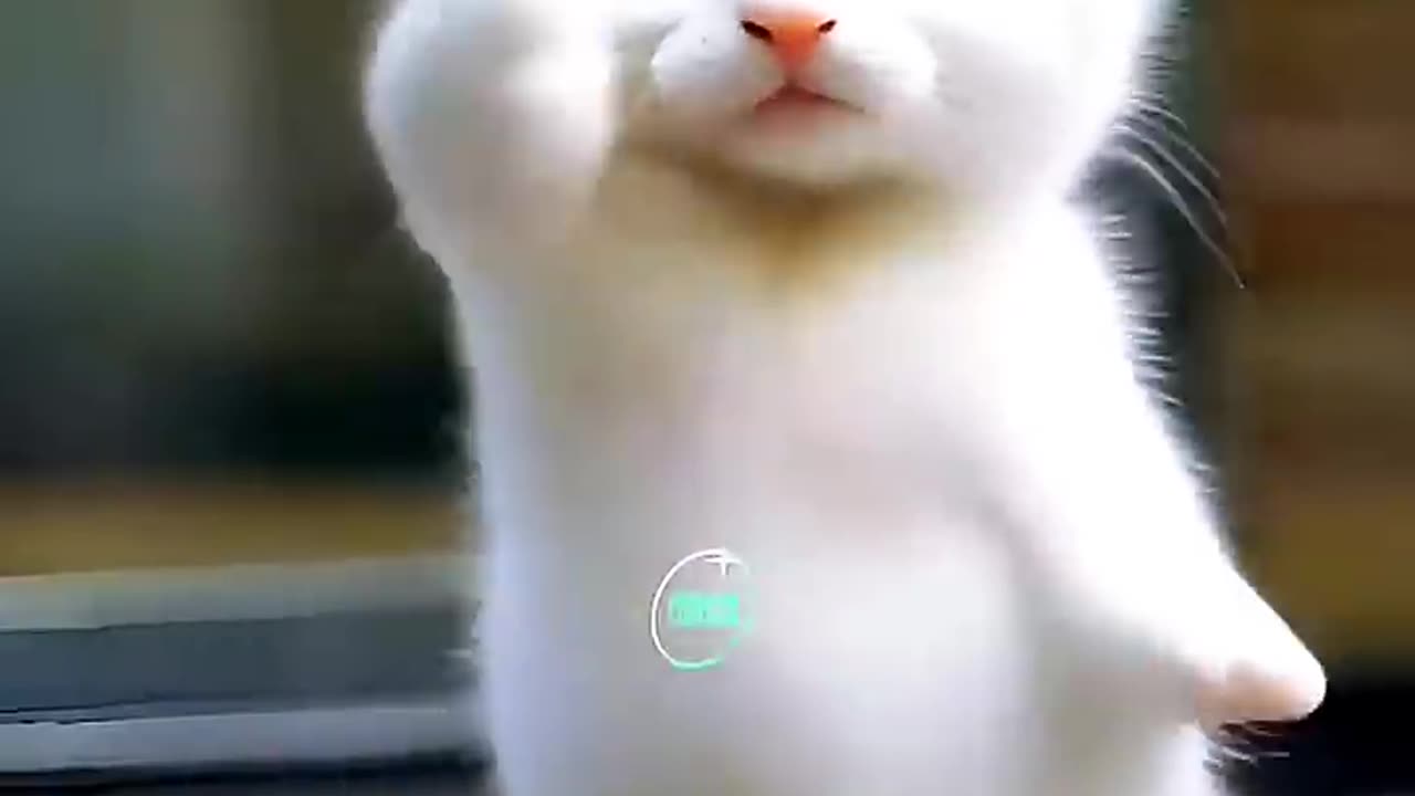 Cat dance