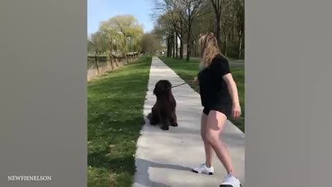 When Your Big Dog Thinks He's a Baby! 🤣 Funny dog videos 2024