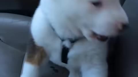 Cute Puppy Gets Angry at His Own Hiccups 🤣💥🐶