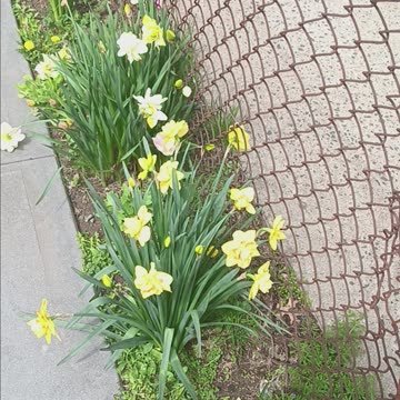 Daffodil plants
