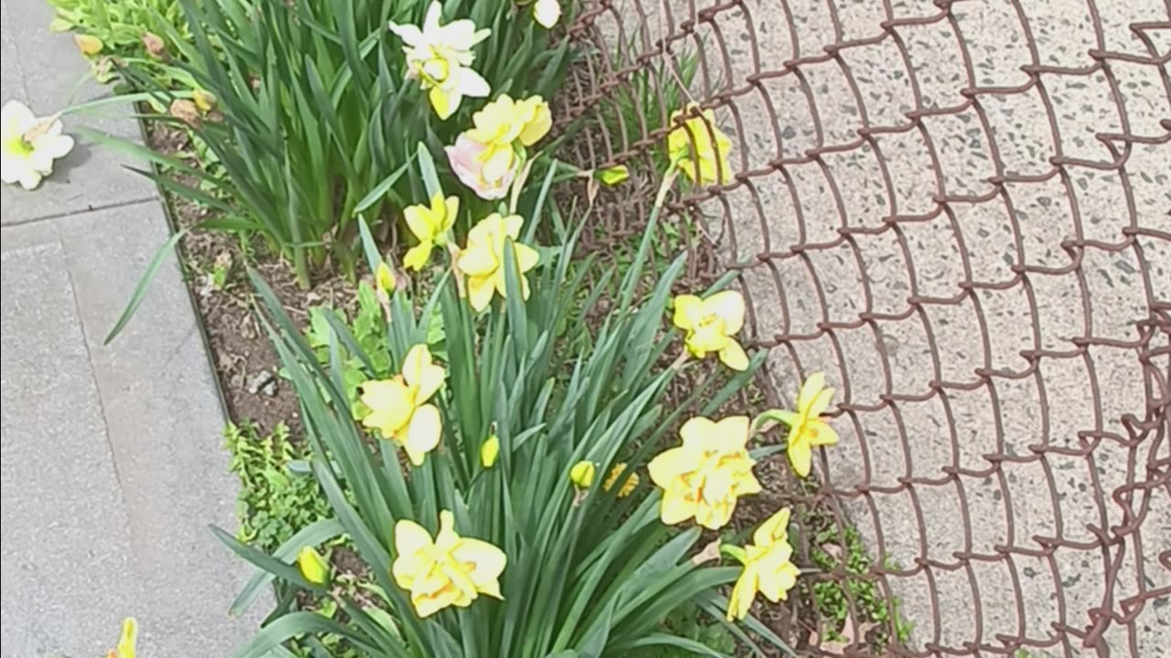 Daffodil plants
