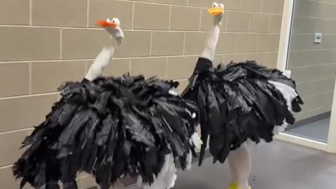 Just a big bird trying to find our place in this world #halloween #ostrich