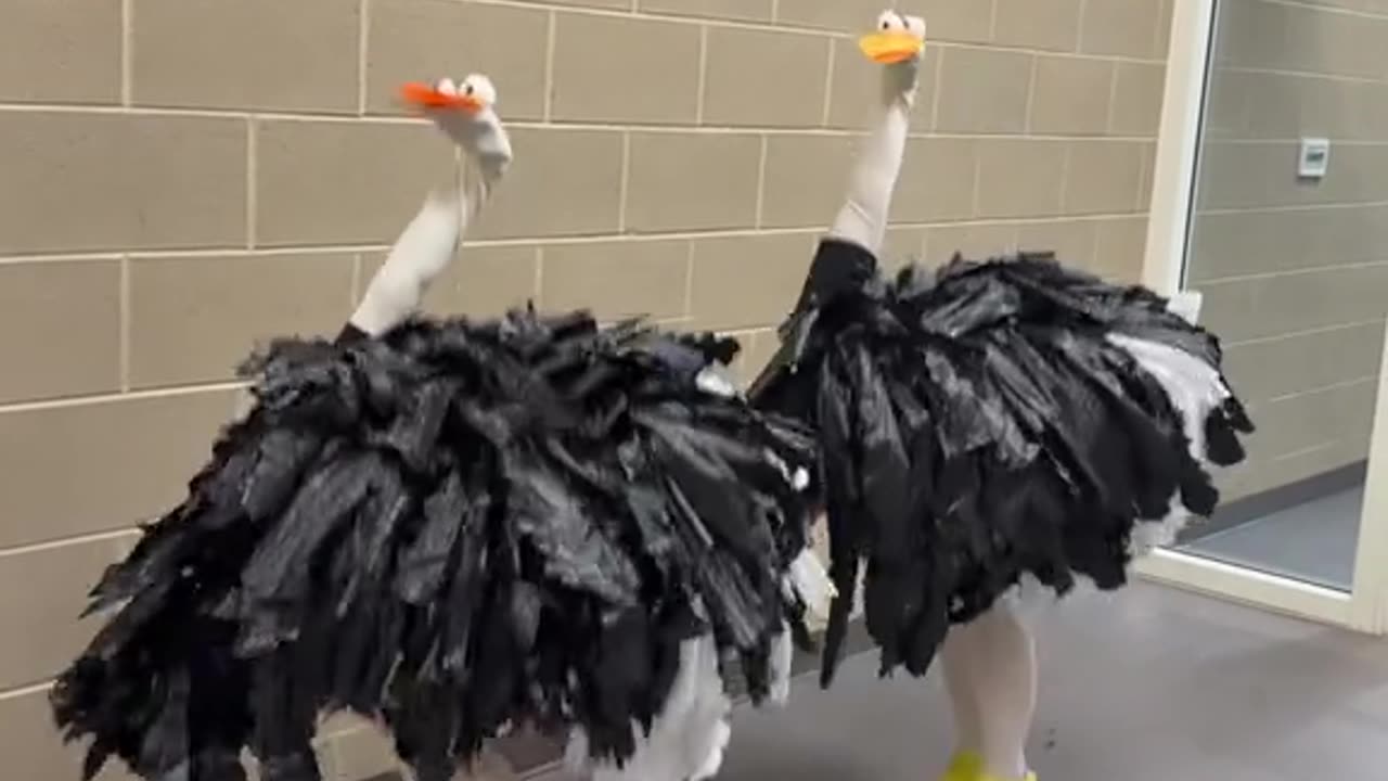 Just a big bird trying to find our place in this world #halloween #ostrich