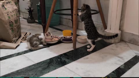 2nd Aug Wrench & Alt getting acclimatized with each other Part 7
