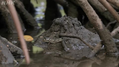 シリーズHidden Japan 西表 生命つむぐ島