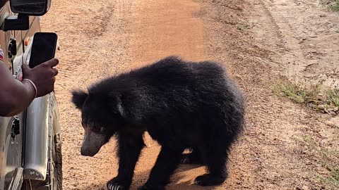Sloth Bear Pops Tires Of Tour Truck