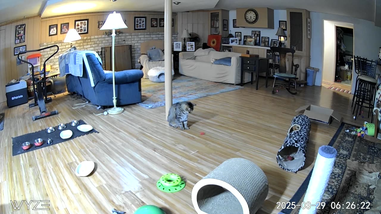 Tootsie playing with a plastic spring