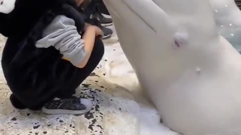 😍🐾 You Won't Believe How Adorable This Is! Cute Animal Moment | FunFM