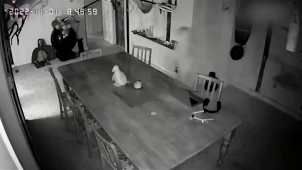 👻😱 Ghost in the Dining Room! | TheHauntingHour