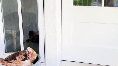 🐥😂 Duck Mom's Hilarious Surprise | FunFM