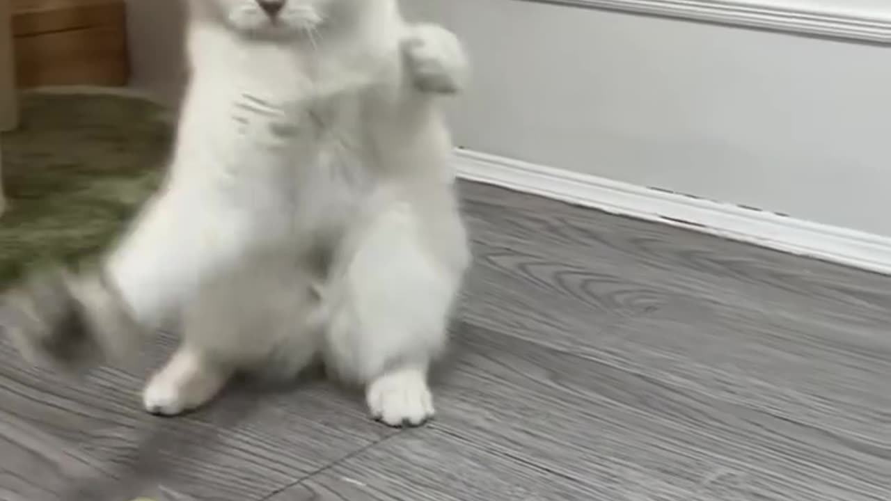 Cats being cats.