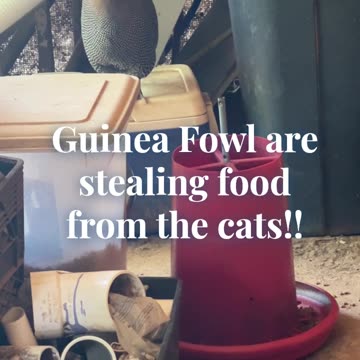Guinea Fowl are stealing food from the cats