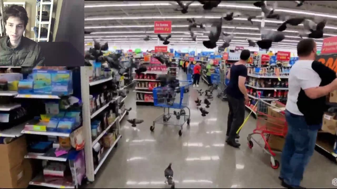 Over 100 Fictitious Pigeons Roam Around A Walmart Supercenter Fake Strange Video With Commentary