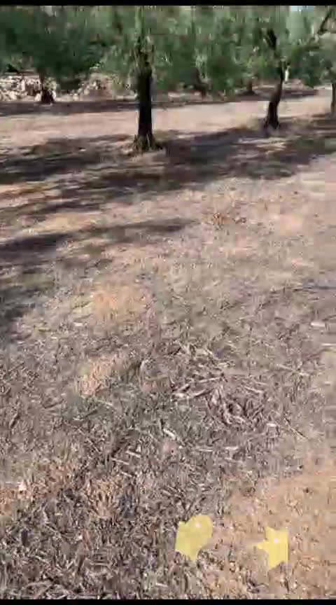 Olio di oliva genuino