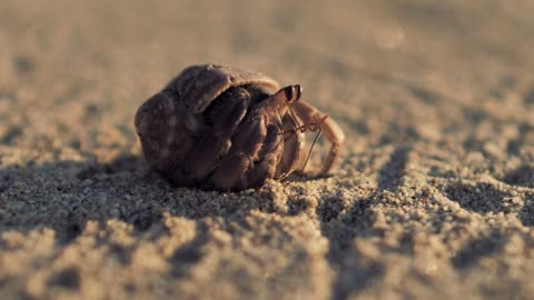 Watch This Tiny Hermit Crab Outsmart Nature – You Won’t Believe #3!