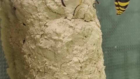 Potter Wasp Feeding It's Larvae