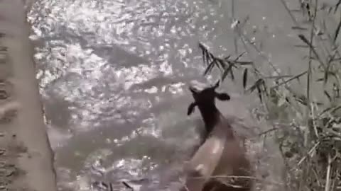 😂😱 He Just Accepted His Fate! | FunFM