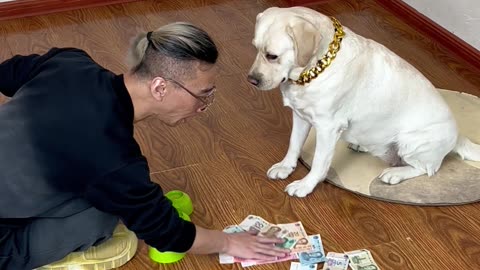 这狗子给次机会就灿烂啊This dog will shine if given a chance.