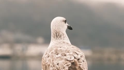 Nature and Animals