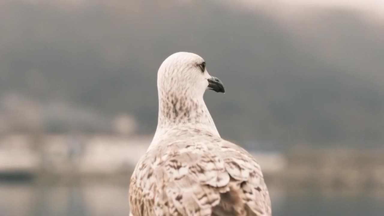 Nature and Animals