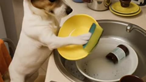 My dog helps me with kitchen chores. #dog #dogs #dogsoftiktok #chores #kitchen #cleaning