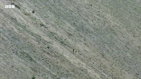 ‎Migrating Cranes Face Deadly Attacks Over the Himalayas | BBC Earth