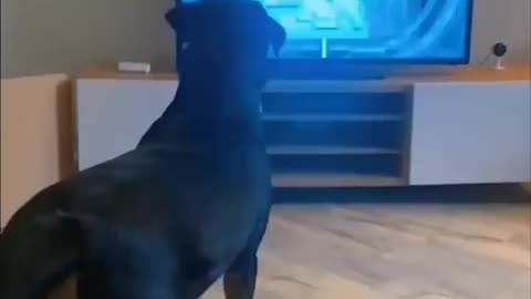 Dogs reactions with TV