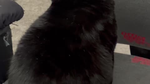 Cute Precious Piper Checks Out the Back of Her Office - My Adopted Shelter Cat Vlog. #shorts