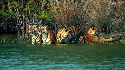 Incredible Wild Animals in Dolby Vision