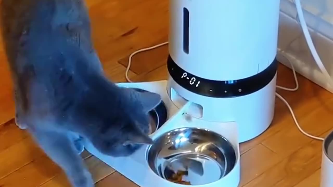 Funny animals